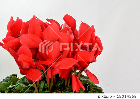 赤いシクラメンの花 赤いシクラメンの花 19014568