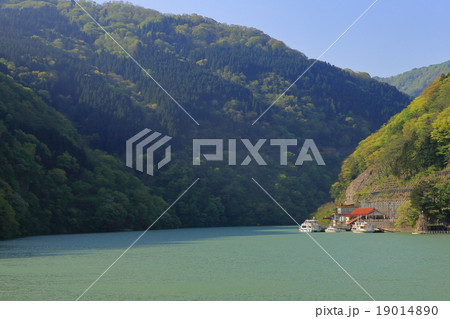 新緑の庄川峡湖上遊覧船 新緑の庄川峡湖上遊覧船 19014890