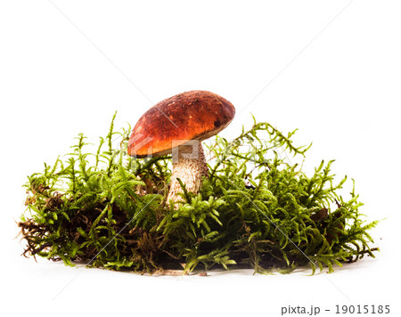Orange-cap boletus mushrooms 19015185