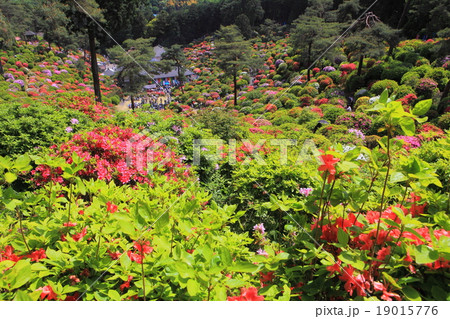 塩船観音寺つつじまつり 19015776