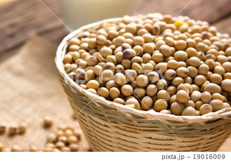 soy bean 19016009