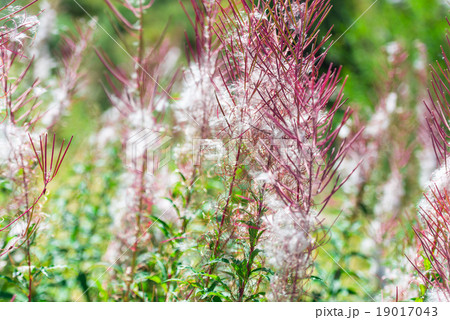 Fluffy pink fireweed flowers Fluffy pink fireweed flowers 19017043