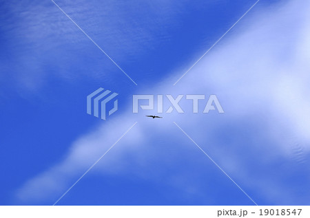 青空と雲と鳥 19018547