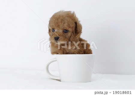 Toy poodle hot sale cup