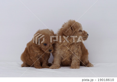 寄り添う仔犬のトイプードル 19018610