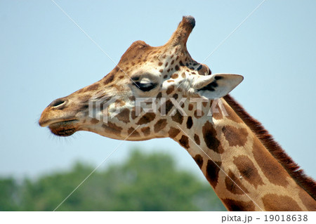 Giraffe 19018638
