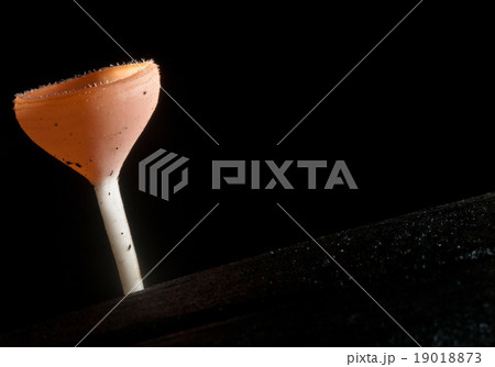 beautiful pink champagne mushroom in rain forest 19018873