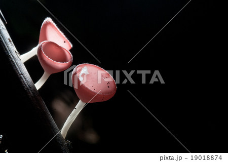 beautiful pink champagne mushroom in rain forest beautiful pink champagne mushroom in rain forest 19018874