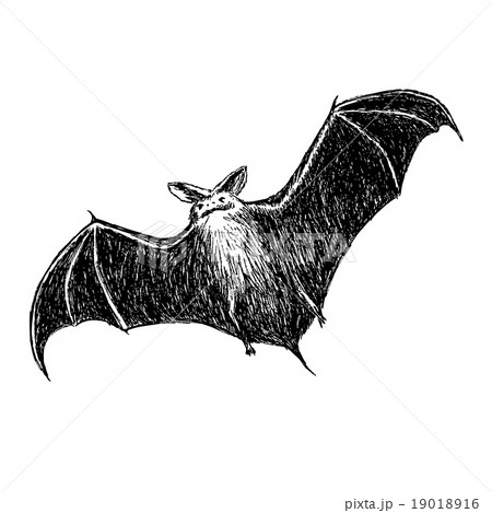flying batのイラスト素材 [19018916] - PIXTA