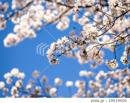 cherry blossoms cherry blossoms 19019000