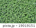 Green leaf background 19019151