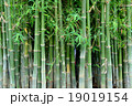 Bamboo .Green nature background 19019154