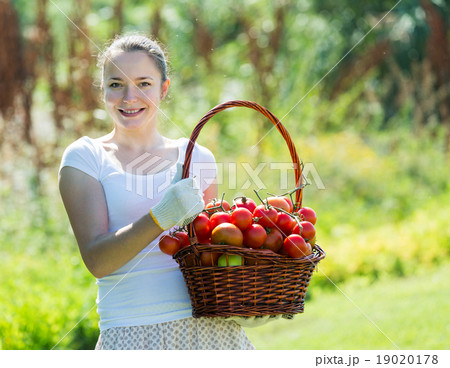 woman with basket of harvested tomato 19020178