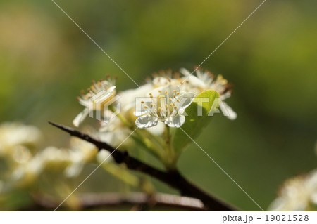 自然　植物　ピラカンサ、『トキワサンザシ』。花柄が長めで葉は比較的幅広に見えます 19021528