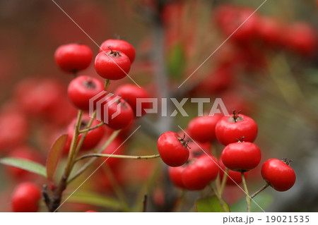 自然 植物 ピラカンサ 赤い実が美しい トキワサンザシ の写真素材