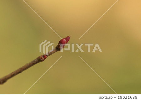 自然　植物　イヌザクラ、光沢のある鮮やかな赤紫色の冬芽 19021639
