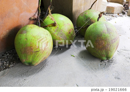 Four coconuts on concrete ground Four coconuts on concrete ground 19021666