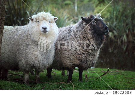 black and white sheep in rural farm 19022688
