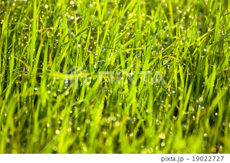 Dew on the grass in the morning. Dew on the grass in the morning. 19022727