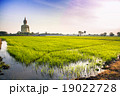 Rice fields behind of the Big golden Buddha. 19022728