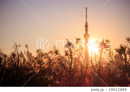 晩秋、荒川河川敷での夕景 19022889