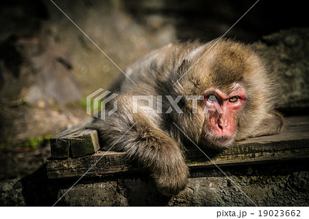 Snow monkey at monkey park in Japan 19023662