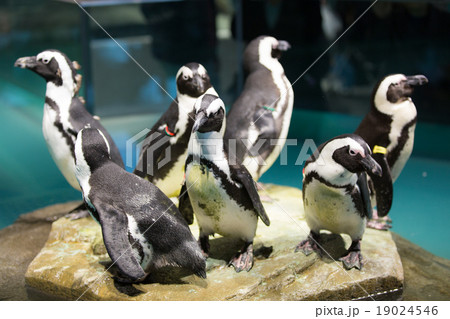 NIFREL NIFREL 19024546