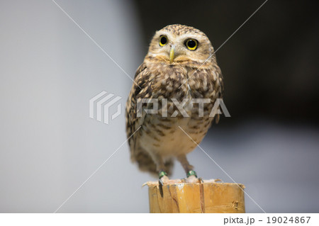 NIFREL NIFREL 19024867