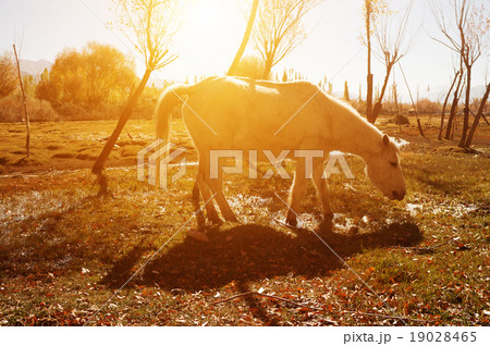 Horse at Holy Fish Pond 19028465