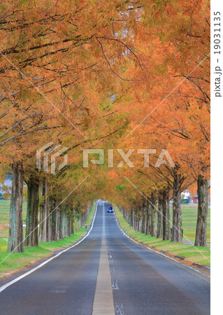 マキノ高原のメタセコイア 19031135