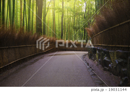 Green bamboo forest with fog 19031144