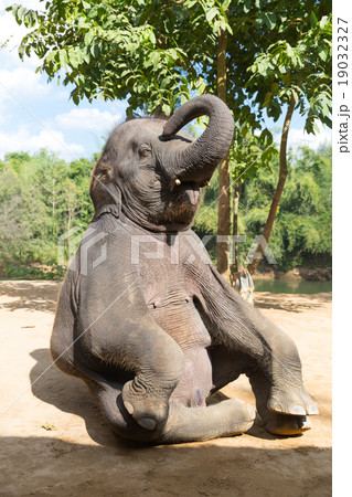 Elefant outdoor 19032327