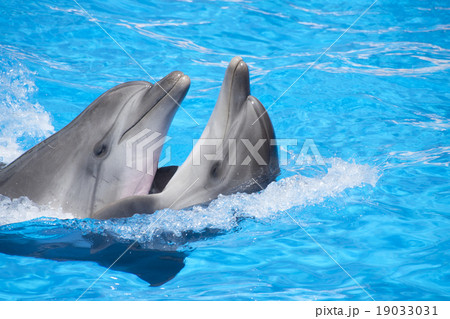 Two dancing dolphins 19033031