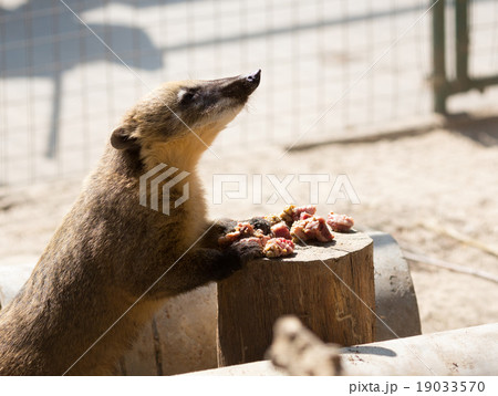 White-nosed Coati 19033570