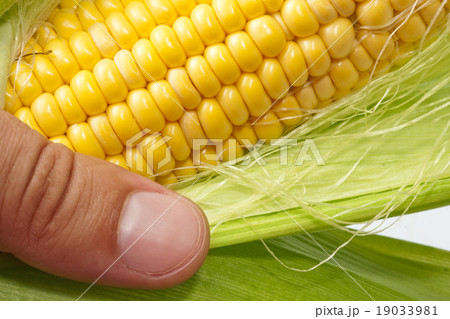 Farmer hand examining ripe corn 19033981