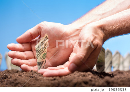 American dollars grow from the ground American dollars grow from the ground 19036353