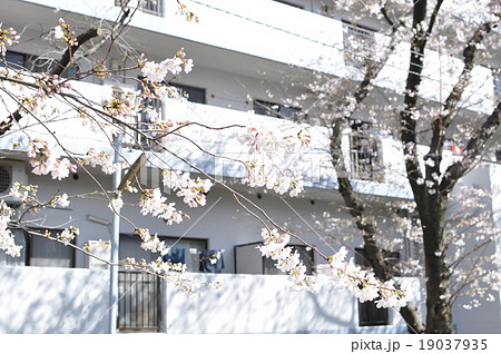 桜並木 マンション 桜並木 マンション 19037935