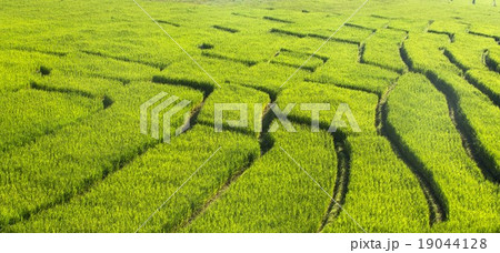green rice fields 19044128