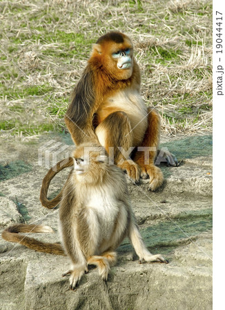 Golden monkey, asian animals, Zoo Golden monkey, asian animals, Zoo 19044417