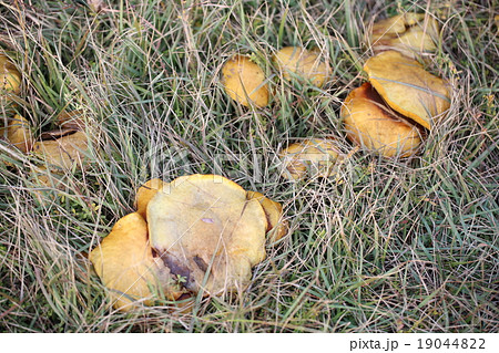 チチアワタケ 19044822