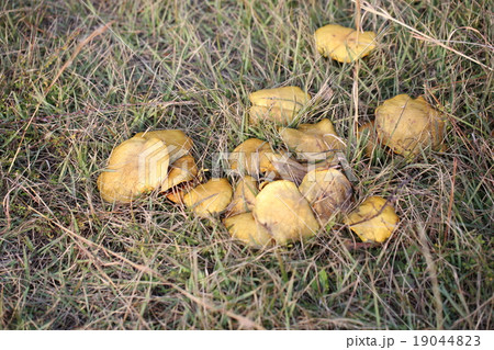 チチアワタケ チチアワタケ 19044823