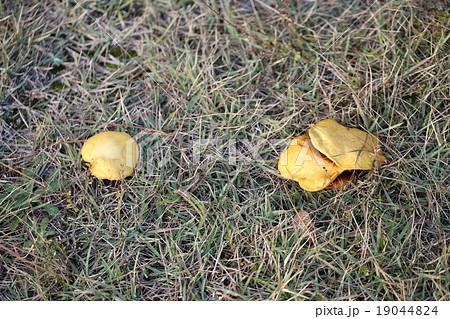 チチアワタケ 19044824