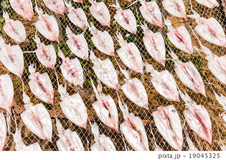 Dried squid at the fishing village Thailand 19045325