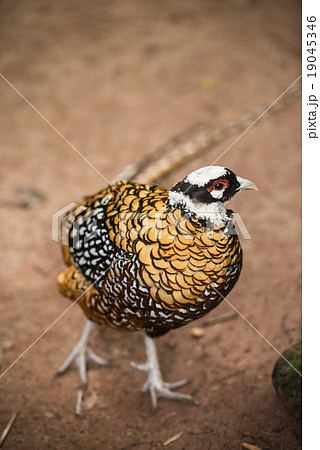 Lady Amherst s pheasant  Chrysolophus amherstiae 19045346