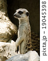 meerkat 19045398