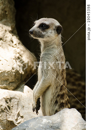 meerkat meerkat 19045398