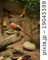 Golden Pheasant 19045399