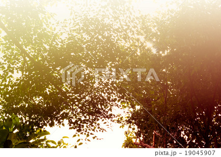 morning fresh colourful background with foliage morning fresh colourful background with foliage 19045907