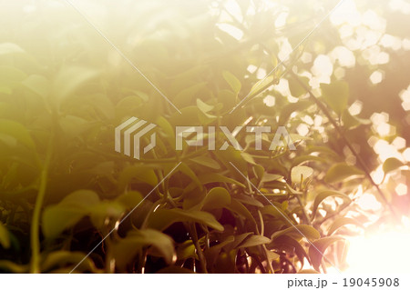 morning fresh background with foliage 19045908
