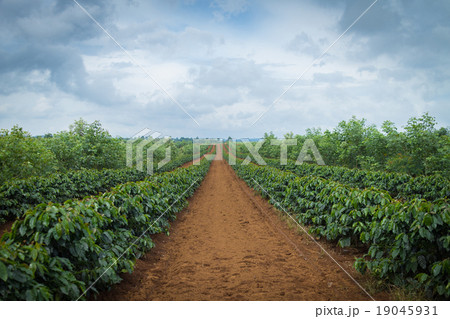 coffee plantation coffee plantation 19045931